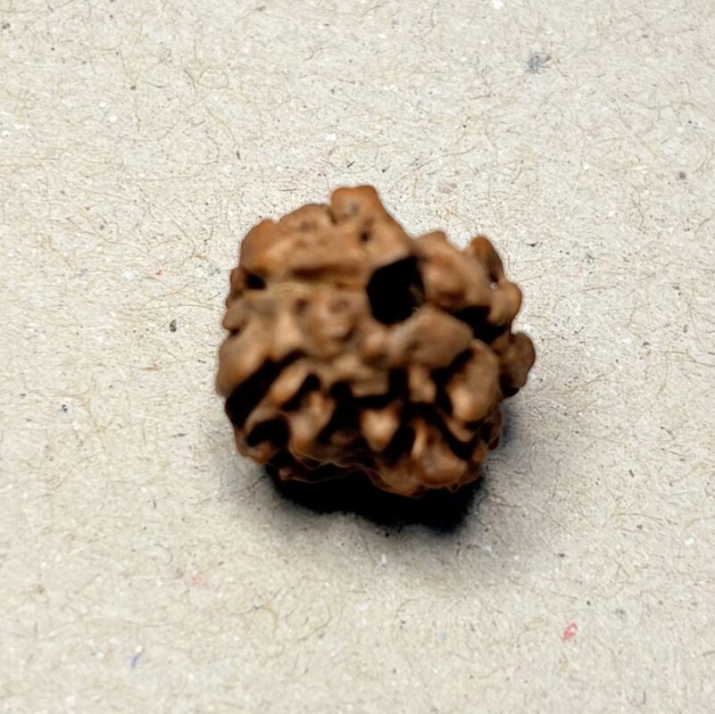 2 Mukhi Rudraksha - Nepal - 15mm size