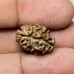 2 Mukhi Rudraksha Nepal - 14mm