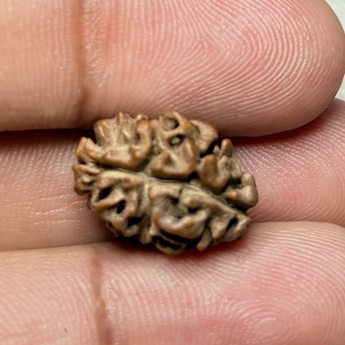 2 Mukhi Rudraksha Nepal - 14mm