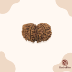 11 Mukhi Rudraksha - Nepal - 15mm size - view 2