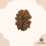 11 Mukhi Rudraksha - Nepal - 15mm size - view 3