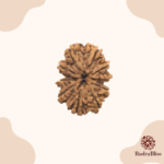 11 Mukhi Rudraksha - Nepal - 15mm size - view 4