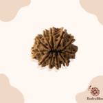 11 Mukhi Rudraksha - Nepal - 17mm - view 2