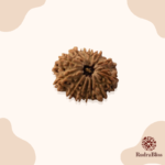 11 Mukhi Rudraksha bead - Nepali collection