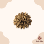 11 Mukhi Rudraksha - Nepal - 17mm - view 3