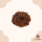 12 Mukhi Nepal Rudraksha Regular size (21-23mm) - view 2