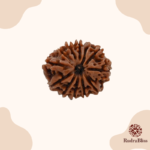 12 Mukhi Nepal Rudraksha Regular size (21-23mm)