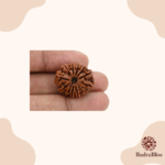12 Mukhi Nepal Rudraksha Regular size (21-23mm) - view 3