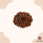 12 Mukhi Nepali Rudraksha (26-28mm) - view 2