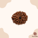 12 Mukhi Nepali Rudraksha (26-28mm)