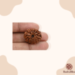12 Mukhi Nepali Rudraksha (26-28mm) - view 3