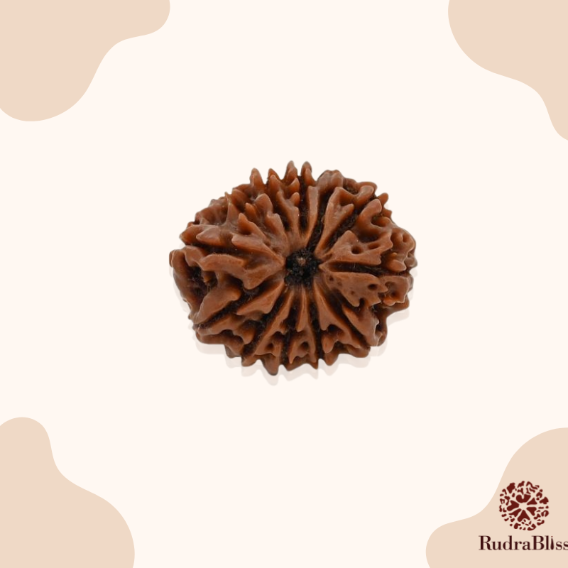 12 Mukhi Nepali Rudraksha (26-28mm)