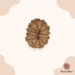 12 Mukhi Rudraksha Nepal 18-20mm size - view 2