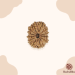 12 Mukhi Rudraksha Nepal 18-20mm size