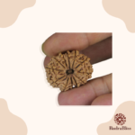 12 Mukhi Rudraksha Nepal 18-20mm size - view 3