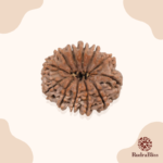 12 Mukhi Nepali Rudraksha Bead (23-25mm) - view 2