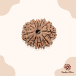 12 Mukhi Nepali Rudraksha Bead (23-25mm)