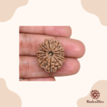 12 Mukhi Nepali Rudraksha Bead (23-25mm) - view 3