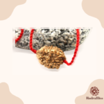 2 Mukhi Rudraksha - India - 25mm Size - view 2