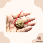 2 Mukhi Rudraksha - India - 25mm Size - view 3