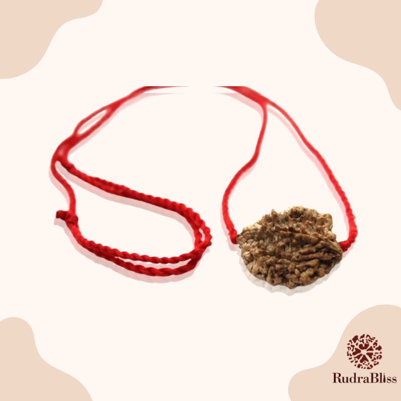 2 Mukhi Rudraksha - India - 25mm Size