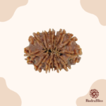 13 Mukhi Rudraksha- Nepal (Collector Size) - view 2