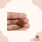 13 Mukhi Rudraksha- Nepal (Collector Size) - view 3