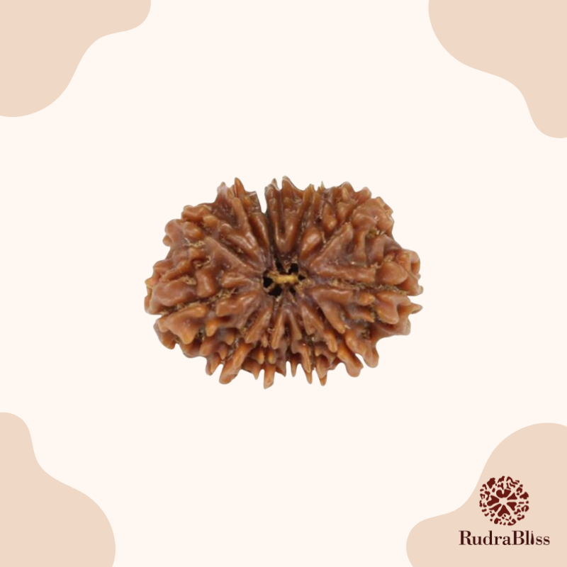 13 Mukhi Rudraksha bead - Nepali collection