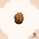 13 Mukhi Rudraksha | Nepal | Medium Size - view 2