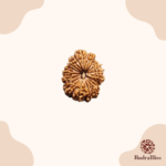 13 Mukhi Rudraksha | Nepal | Medium Size
