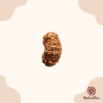 13 Mukhi Rudraksha | Nepal | Medium Size - view 3