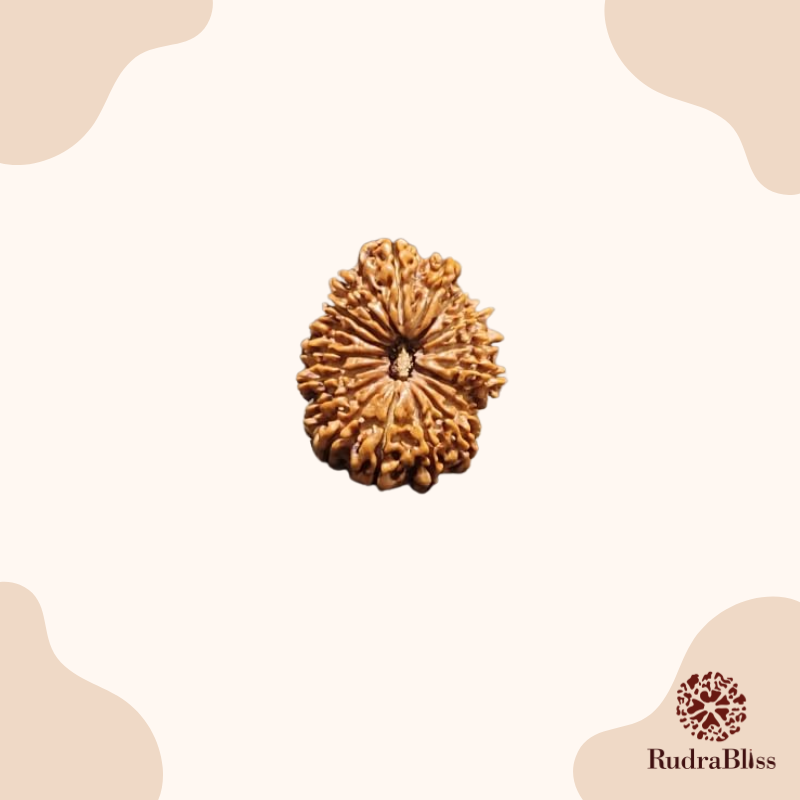 13 Mukhi Rudraksha | Nepal | Medium Size