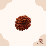 13 Mukhi Rudraksha Nepal Regular Size - view 2