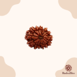 13 Mukhi Rudraksha Nepal Regular Size