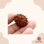 13 Mukhi Rudraksha Nepal Regular Size - view 3