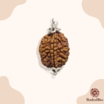 2 Mukhi Rudraksha 18mm Size
