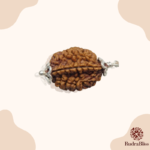 2 Mukhi Rudraksha 18mm Size - view 3