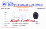 9 Mukhi Rudraksha - Nepal - 15mm Size - view 5