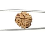 2 Mukhi Rudraksha Himalayan Bead - 12mm - view 2