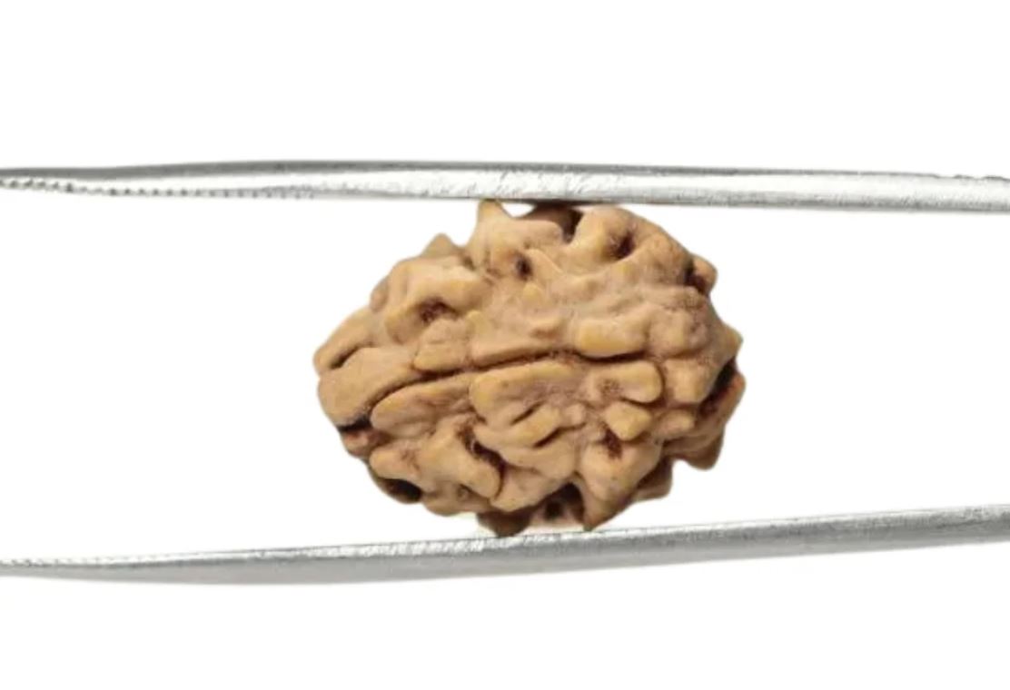 2 Mukhi Rudraksha Himalayan Bead - 12mm