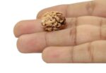 2 Mukhi Rudraksha Himalayan Bead - 12mm - view 3
