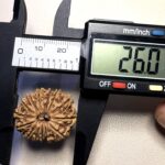 14 Mukhi Rudraksha Nepal 26-30mm - view 3