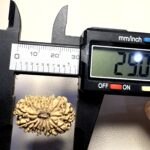 14 Mukhi Rudraksha Nepal 26-30mm - view 4