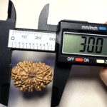 14 Mukhi Rudraksha Nepal 26-30mm - view 6