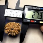 14 Mukhi Rudraksha Nepal 26-30mm - view 7