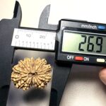 14 Mukhi Rudraksha Nepal 26-30mm - view 8