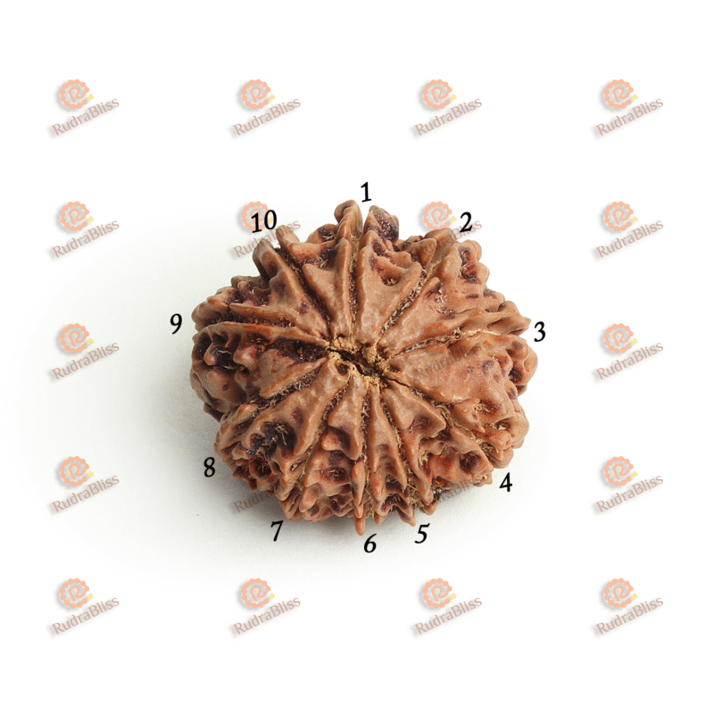 10 Mukhi Rudraksha - Nepal - 20mm size