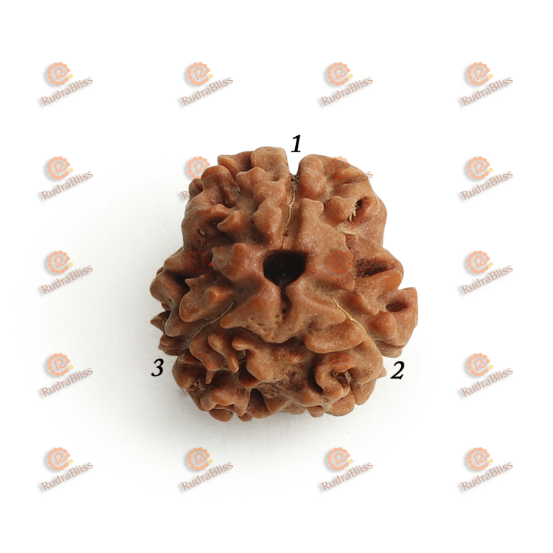 3 Mukhi Rudraksha Nepal - Medium