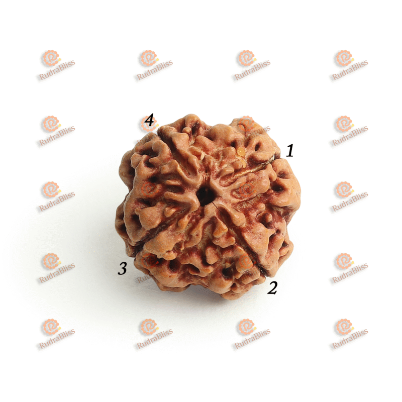 4 Mukhi Rudraksha - Nepal - 18mm-20mm