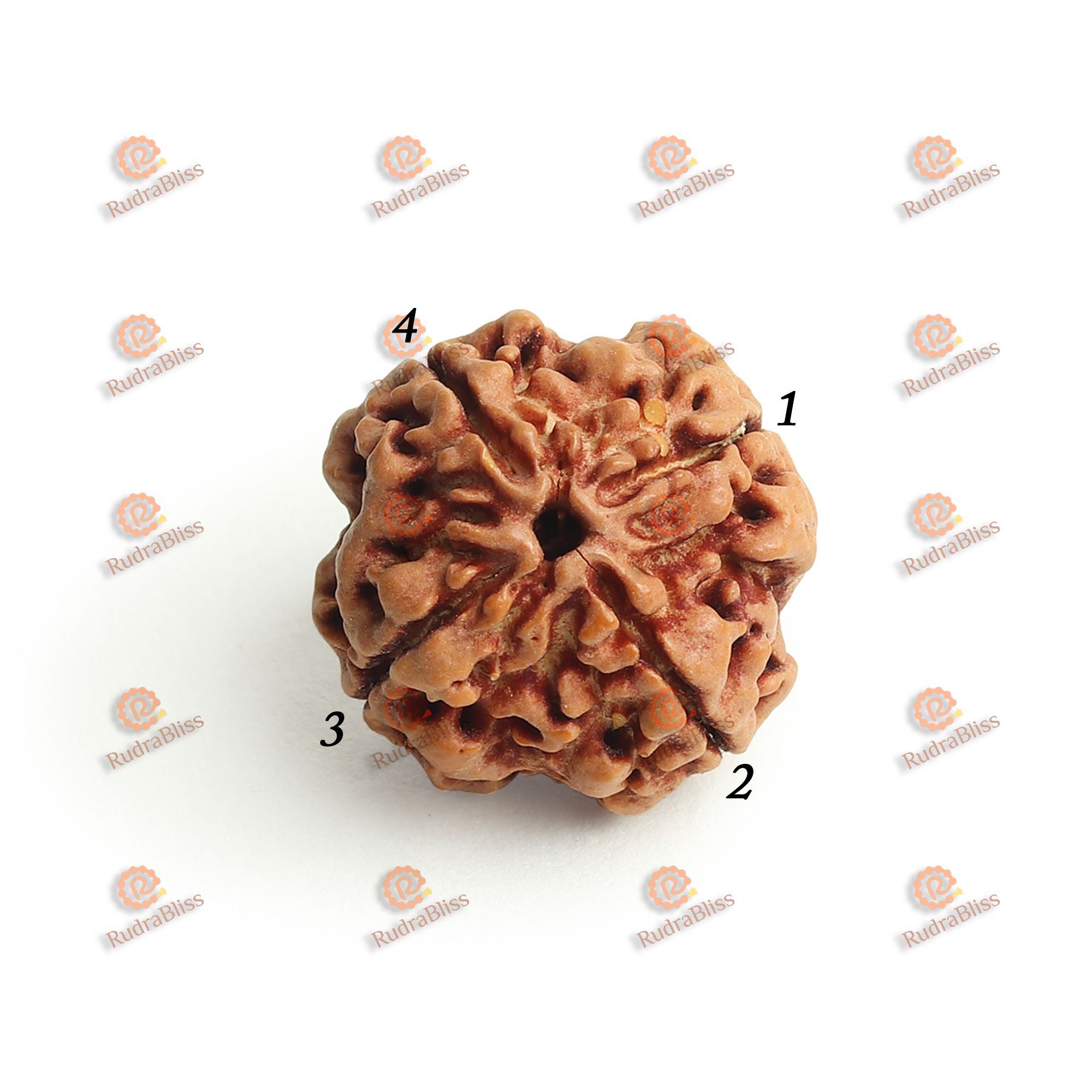 4 Mukhi Rudraksha - Nepal - 18mm-20mm